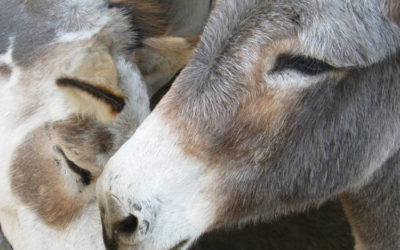 The Donkey Sanctuary – a place to call their own