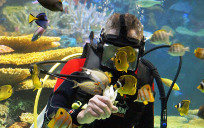 Ripley’s Aquarium of Canada: Where are all the bearded fish?
