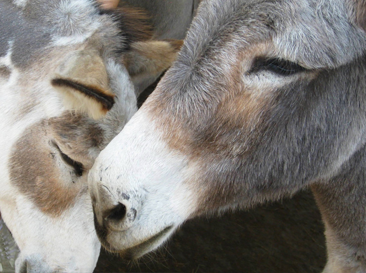 The Donkey Sanctuary – a place to call their own