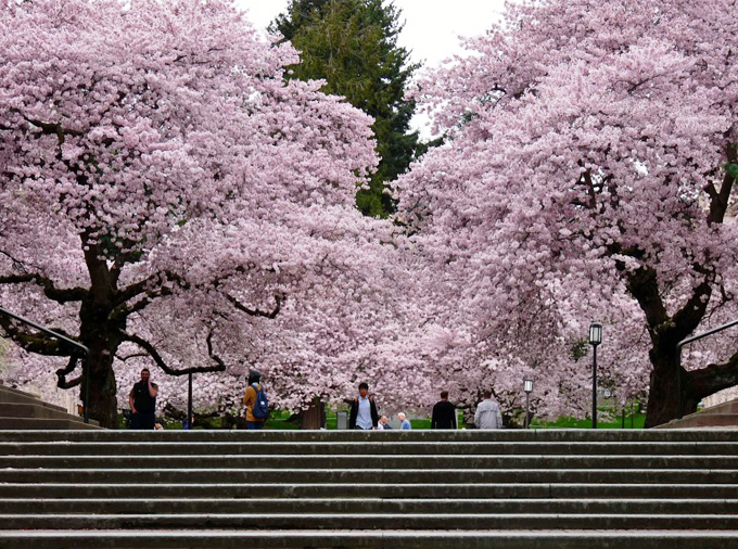 Cherry blossom season