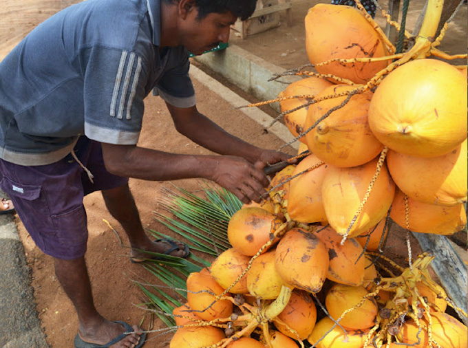 thelocalist.com-king-coconut-sri-lanka