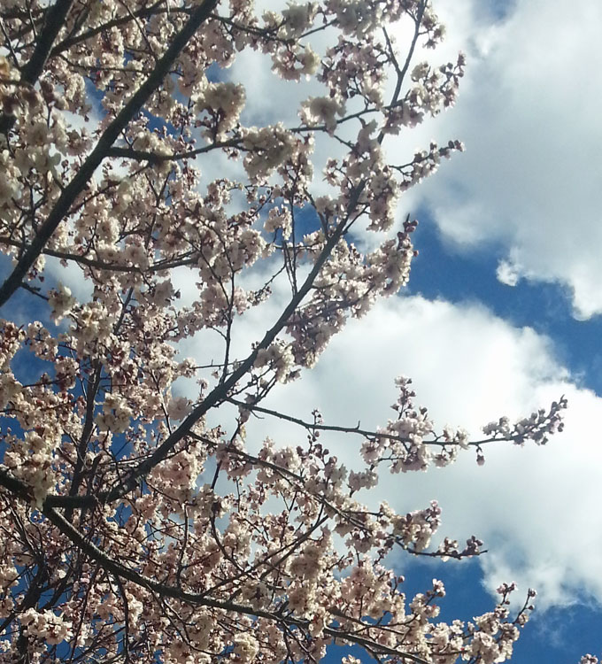 thelocalist.com-canberra-cherry-blossoms